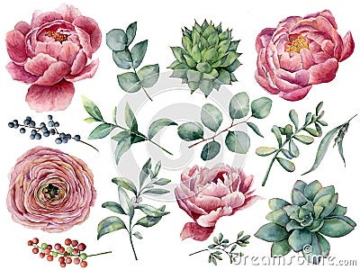 Watercolor peony, succulent and ranunculus floral set. Hand painted red and blue berry, eucalyptus leaves isolated on Stock Photo