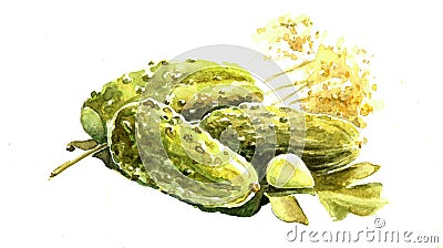 Watercolor pickles Stock Photo