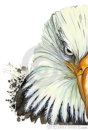 watercolor picture of an animal genus of large birds of the hawk family, eagle, predator, portrait of an eagle, white eagle with Vector Illustration