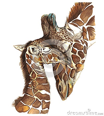 Watercolor picture animal mammals living in Africa giraffes, mother and child, female giraffe and cub, portrait o Cartoon Illustration