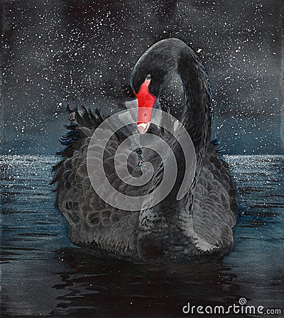 Watercolor picture of a black swan Stock Photo