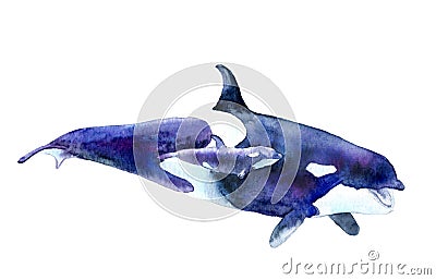 Watercolor picture. killer whale with baby. Orcinus orca Stock Photo