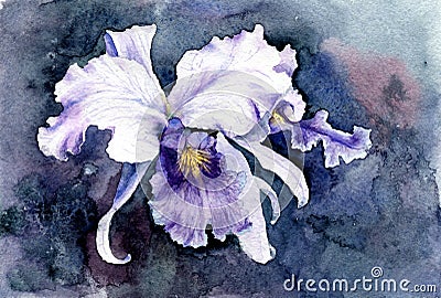 Watercolor picture of purple iris Editorial Stock Photo