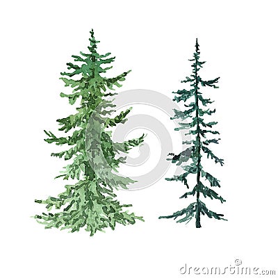 Watercolor pine trees, isolated on white background. Hand painted illustration with spruce evergreen forest. Christmas design Cartoon Illustration