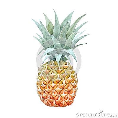 Watercolor pineapple fruit Cartoon Illustration