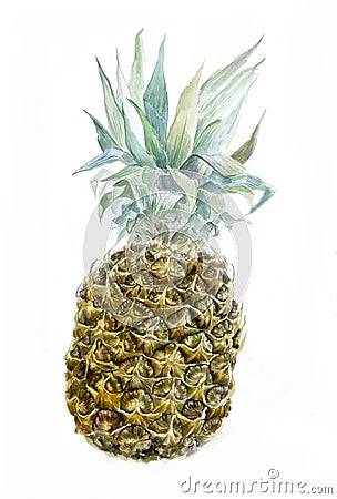Watercolor pineapple isolated on white Stock Photo