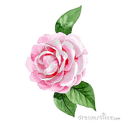 Watercolor pink camellia flower. Floral botanical flower. Isolated illustration element. Cartoon Illustration