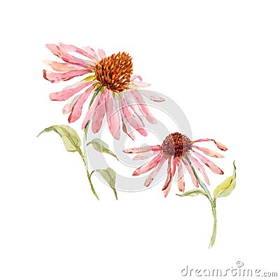 Watercolor pink echinacea flower Vector Illustration