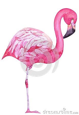 Watercolor hand painted pink flamingo. exotic bird standing on two legs. Tropical trandy bird with bright plumage isolated on whit Stock Photo