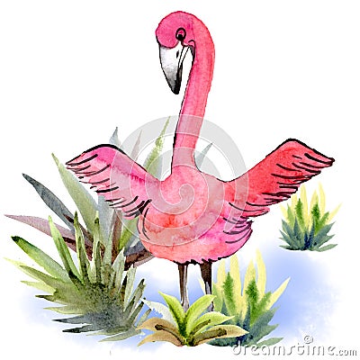 Watercolor pink Flamingo flapping its wings on a white Background. Isolated Flamingos in the grass on the lake element Stock Photo