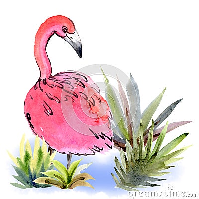 Watercolor pink flamingo looking into the blue water over the right shoulder among the grass on a white background Stock Photo