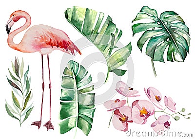 Watercolor pink flamingoes and tropical green leaves isolated illustration Cartoon Illustration