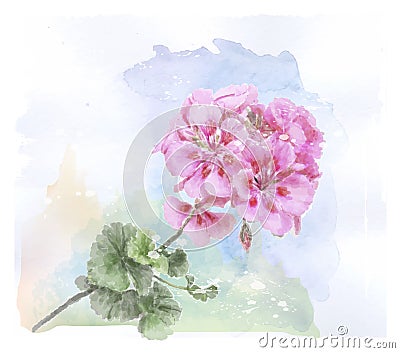 Watercolor pink geranium flower Vector Illustration