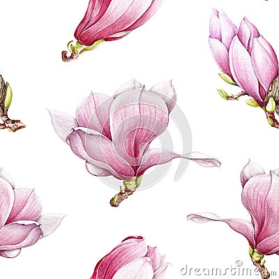 Watercolor pink magnolia blooming seamless pattern. Beautiful hand drawn tender spring blossoms on a white background. Stock Photo