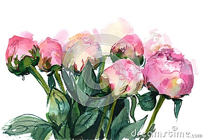 watercolor pink peonies Stock Photo