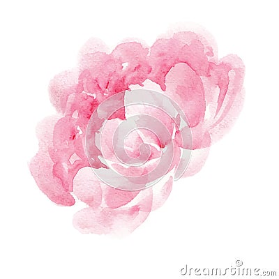 Watercolor pink peony Vector Illustration