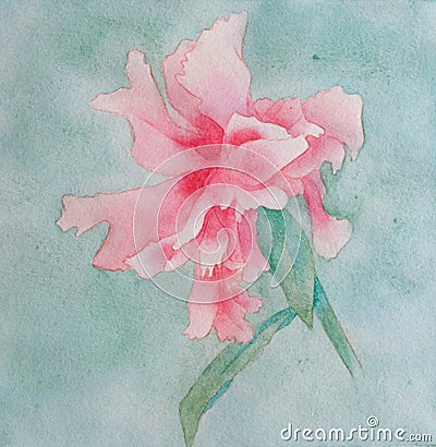 Watercolor pink and red peony at green background Stock Photo