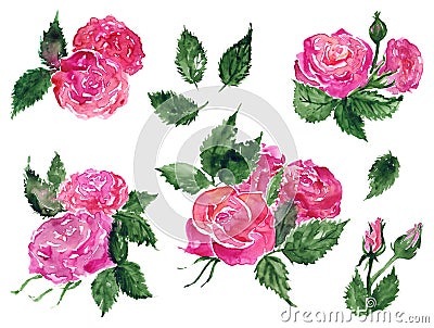 Watercolor pink red rose flower green leaf plant hand drawn clip art set isolated Stock Photo