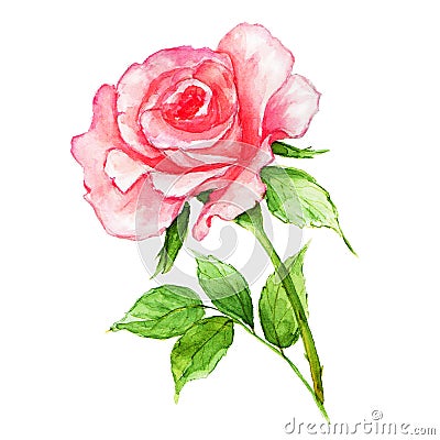 Watercolor pink rose on white background. Fresh flowering rose Cartoon Illustration