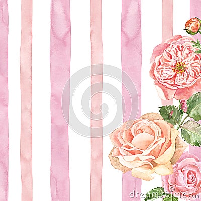 Watercolor delicate english roses on pink striped texture. White background with pink stripes and garden flowers in vinatge style Stock Photo