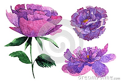 watercolor pion illusration isolated.Peony flower painted in watercolor.Watercolor peonies Stock Photo