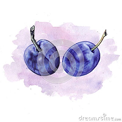 Watercolor plums with colored spot Stock Photo