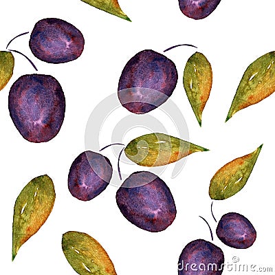 Watercolor plums with leaves on a white background. Stock Photo