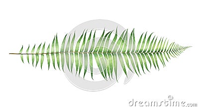 Watercolor polystichum munitum fern isolated on white background. Cartoon Illustration