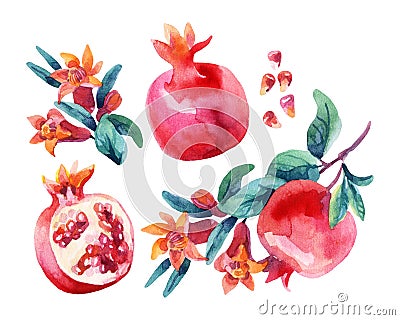 Watercolor pomegranate bloom branches and fruit set Cartoon Illustration