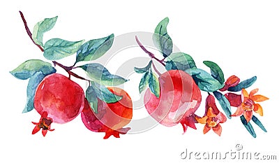 Watercolor pomegranate bloom branches set Cartoon Illustration