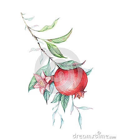 Watercolor pomegranate (garnet) branch Stock Photo