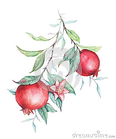 Watercolor pomegranate (garnet) branch Stock Photo