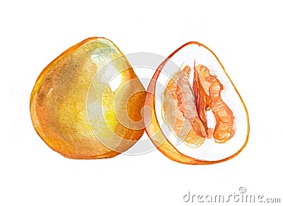 Watercolor Pomelo on white Stock Photo