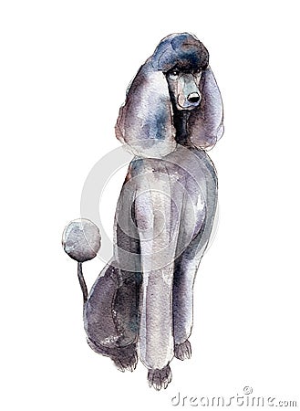 The watercolor poodle isolated on white background, illustration. Cartoon Illustration