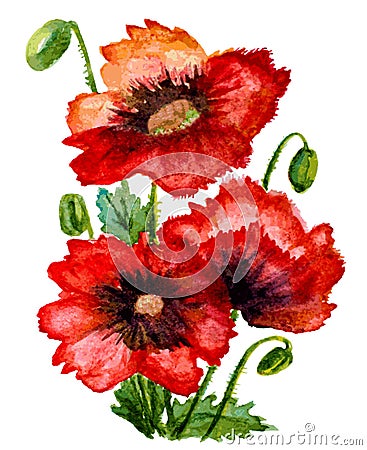 Watercolor poppies composition Vector Illustration