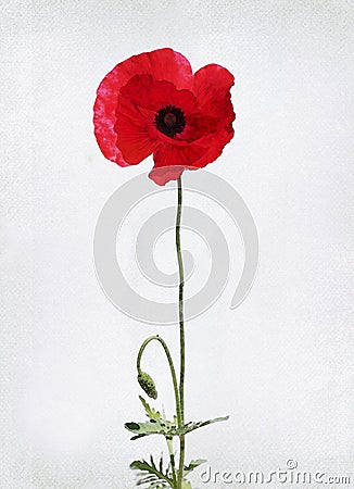 Watercolor poppy Stock Photo