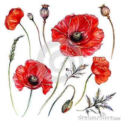 Watercolor Poppy Composition Isolated on White Vector Illustration