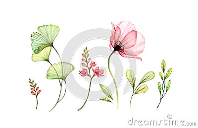 Watercolor Poppy floral set. Transparent rose, fresia flowers, gingko branch isolated on white. Botanical collection for Stock Photo