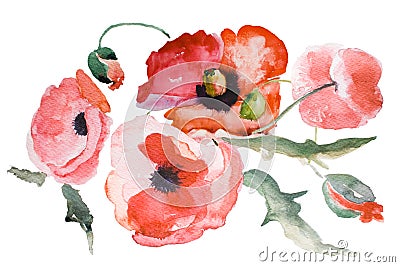 Watercolor Poppy flower Stock Photo