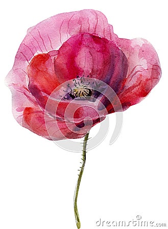 Watercolor poppy. The flower clipart isolated on a white background. Hand painted illustration for design prints. Cartoon Illustration