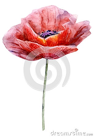 Watercolor poppy. The flower clipart isolated on a white background. Hand painted illustration for design prints. Cartoon Illustration