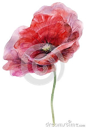 Watercolor poppy. The flower clipart isolated on a white background. Hand painted illustration for design prints. Cartoon Illustration