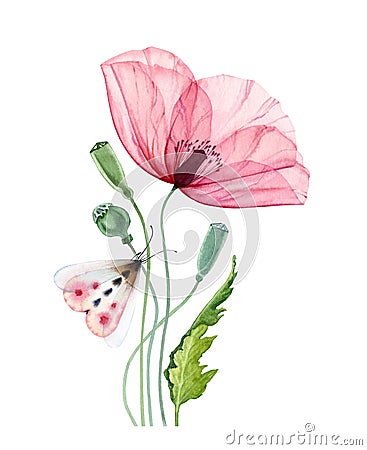 Watercolor poppy flower with moth. Big transparent pink flower with colorful butterfly. Hand painted print ready Cartoon Illustration