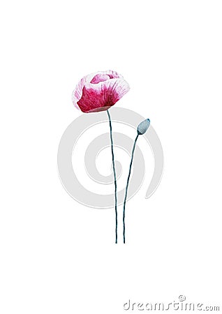 Watercolor poppy flower on white background Stock Photo