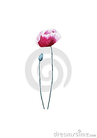 Watercolor poppy flower on white background Stock Photo