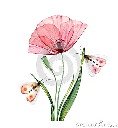 Watercolor poppy plant. Big transparent pink flower with laves and butterflies. Hand painted abstract artwork. Botanical Cartoon Illustration