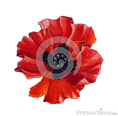 Watercolor poppy Stock Photo