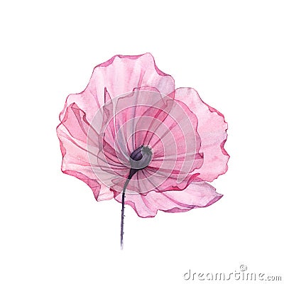 Watercolor Poppy. Transparent big flower isolated on white. Hand painted artwork with detailed petals. Botanical Cartoon Illustration