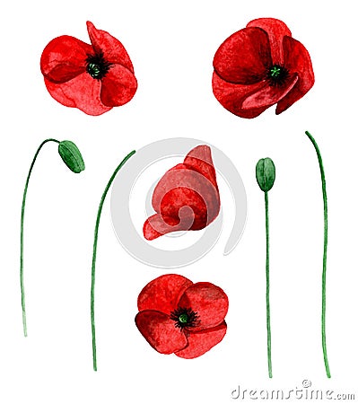 Watercolor poppy vector isolated Vector Illustration