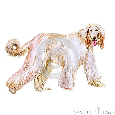 Watercolor portrait of Afghan Hound breed dog on white background. Hand drawn sweet pet Stock Photo